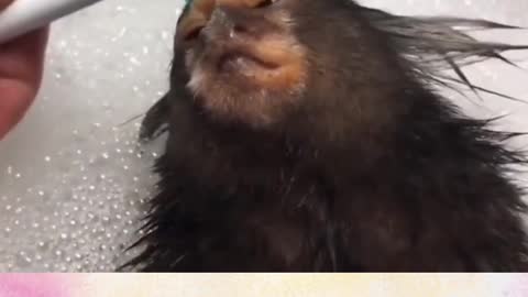 Monkey takes a relaxed bath😍🙊Lovely 100%🙊 Lindo Mono Toma un baño!!😍#short