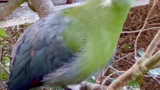 turaco bird call sounds like a dog😅😂