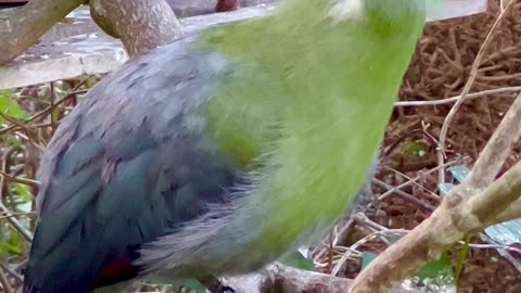 turaco bird call sounds like a dog😅😂