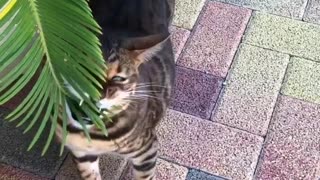Cat Eating Grass