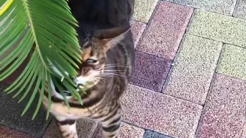 Cat Eating Grass