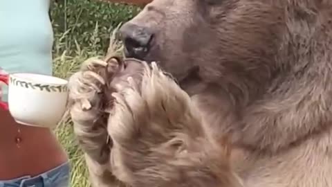 dog drinking tea