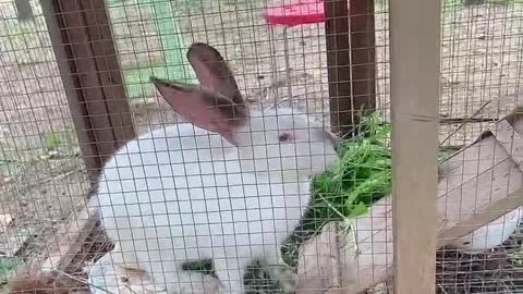 A little rabbit eating grass