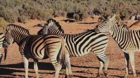 A Group Of Zebras In An Open Field ,a group of zebras is called a zoom of zebras