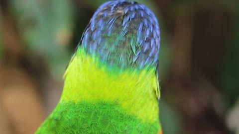 Parrot Colorful Bird Wild Green 2160p 4k videos