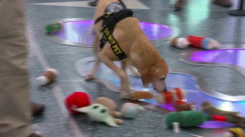 TSA's oldest and cutest K9 retires!