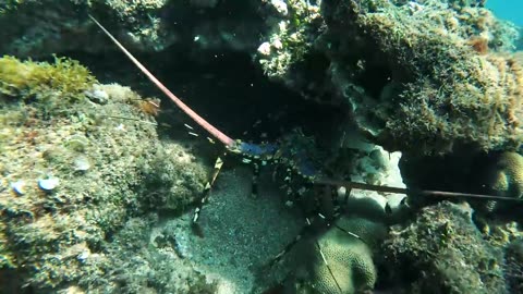 Solar Culinary Adventure: Can I Cook a Giant Lobster Using the Power of the Sun? 🌞 🦞