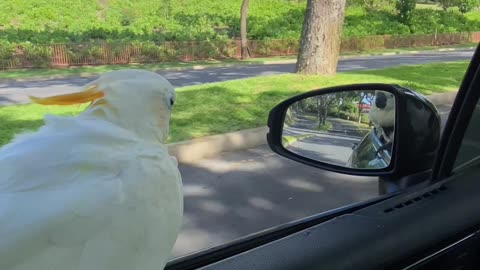 Bird Enjoys Feeling the Wind in Its Feathers