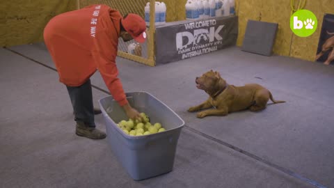 Getting smashed By Hullk -the world's Biggest pitbull DOG DYNASTY