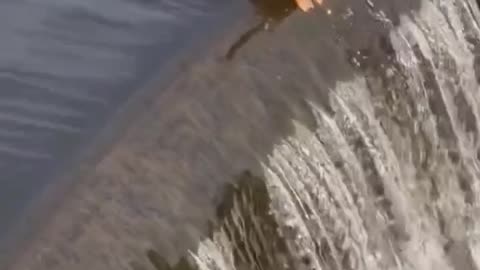 Mom Duck Jumps in water to Save ducklings