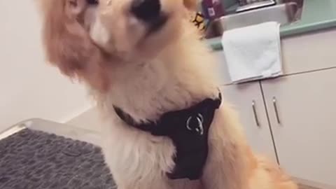 Cutest doggy head tilts will brighten you day