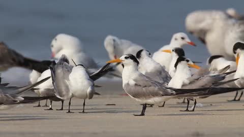 A flock of dancing birds!