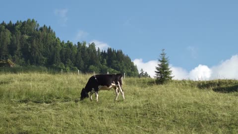 Pedigree cow on Alpine pasture, Switzerland