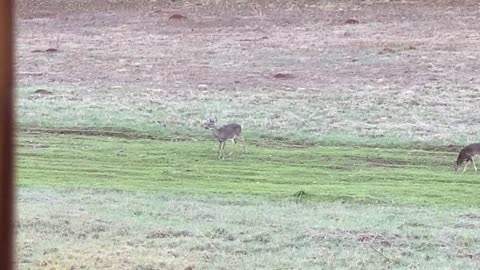 Five whitetail deer