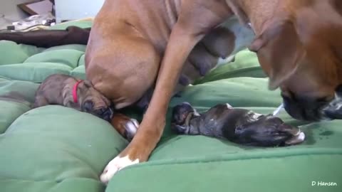 Dog Has Amazing Birth While Standing!