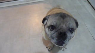 Old Pug is SOOOO HUNGRY!!!! LOL