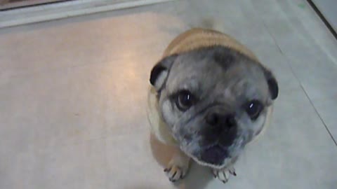 Old Pug is SOOOO HUNGRY!!!! LOL