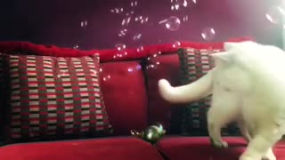 Cat Meows In Excitement When Owner Blows Bubbles