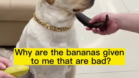 The dog understand He has been lost,amazing funny video