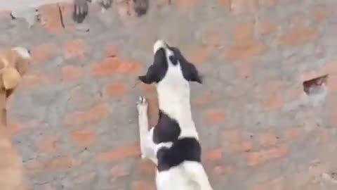 Dog and monkey funny video