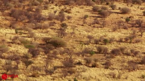 Crocodiles Wait For Leopard Across The River | Harsh Life