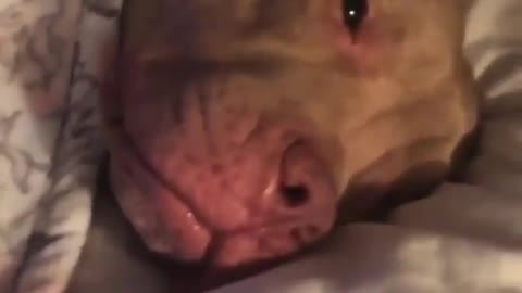 Massive pitbull sleeping in blanket funny