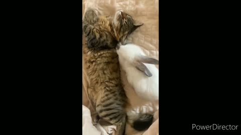 Cats - Cute and Funny Cat Videos Compilation #2 | #Aww Animals