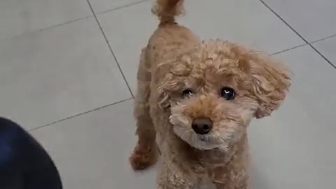 Cute Poodle in House!