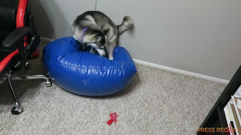 Extremely hyper Husky tries to relax