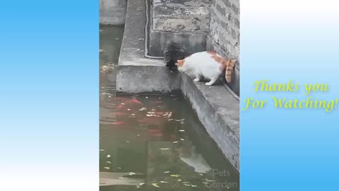Funny Animals Funny video