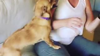 Dog yells for more attention