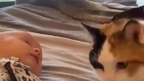 😺 Зачем нам второй кот! 🐈 Смешное видео с котами и котятами для хорошего настр