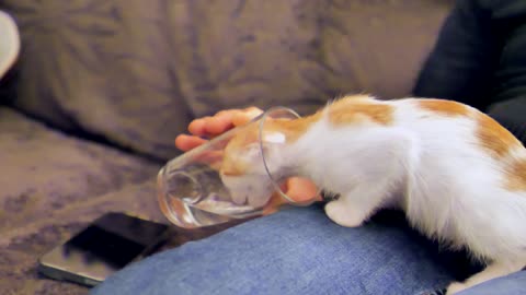 Funny and cute cat - Kitten cat thirsty