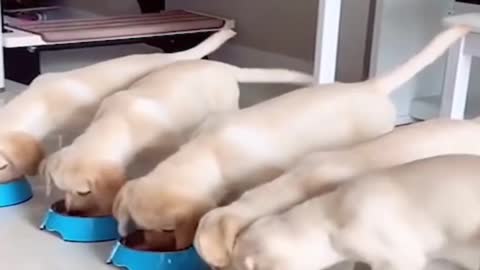 Lunch Time With The Puppies - UrPetsHouse