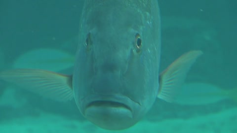 Large Tropical Fish Staring at Camera