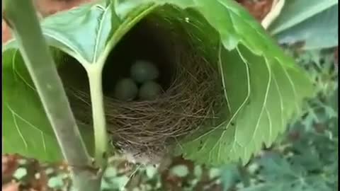 Birds nest in a leave