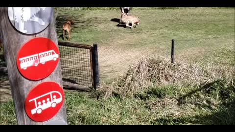 cheetah running