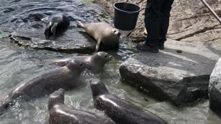 Man Feeds a Bunch of Seals