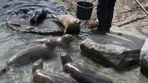 Man Feeds a Bunch of Seals