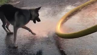 Dog enjoys water on firetruck