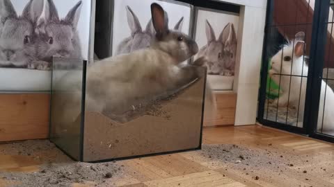 The digging rabbit