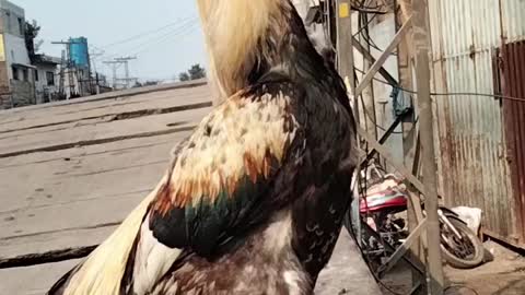 Rooster 🐓 Pet Video By Kingdom of Awais