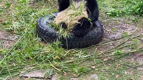 The giant panda