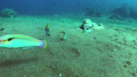 Goatfish uses its whisker to forage food in the sand (no sound)