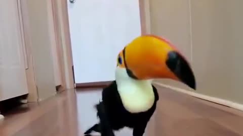 toucan dancing (funny dancing bird)