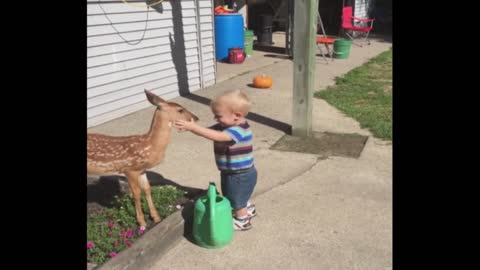 Baby Has Playdate With Baby Deer