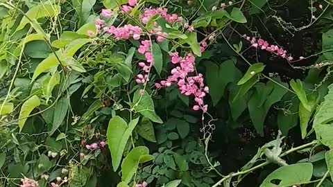 The park is full of green world, sea of flowers