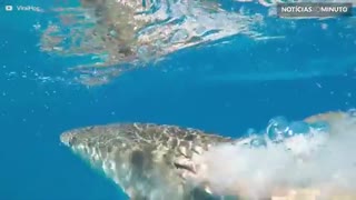 Mergulhador dá tapa em tubarão!