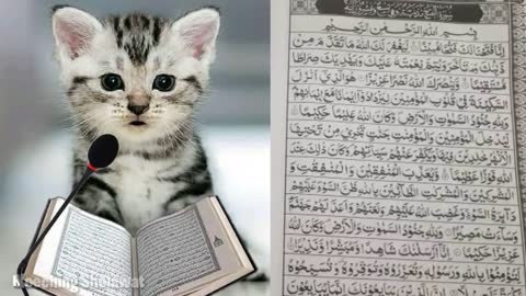 Kucing Mengaji Merdu Irama Muhammad Toha Al Junayd