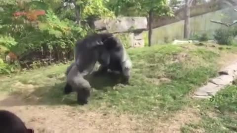 Two orangutans compete with each other for strength